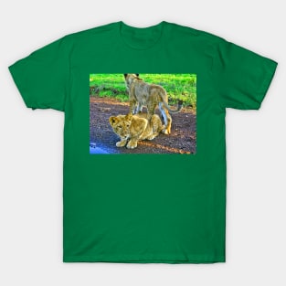 Cute Kittens T-Shirt